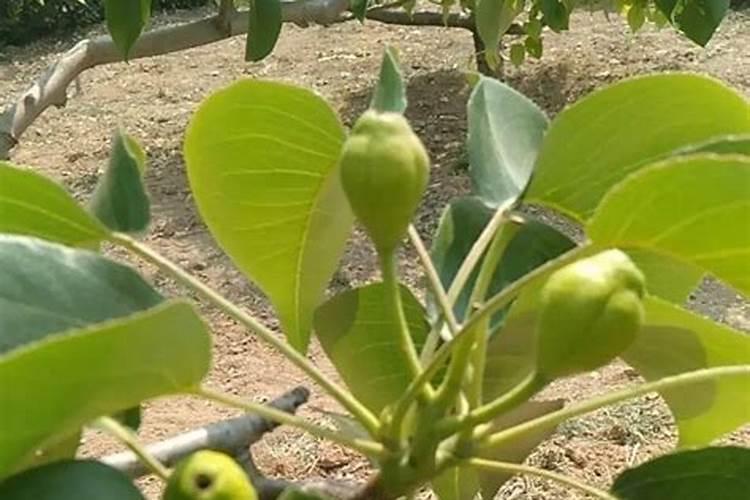 梨树什么时候施钙肥好