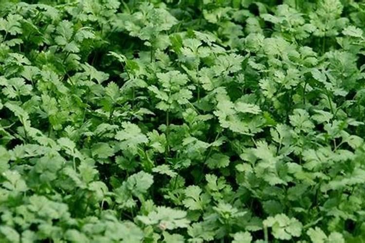香菜怎么施肥,香菜施肥的方法