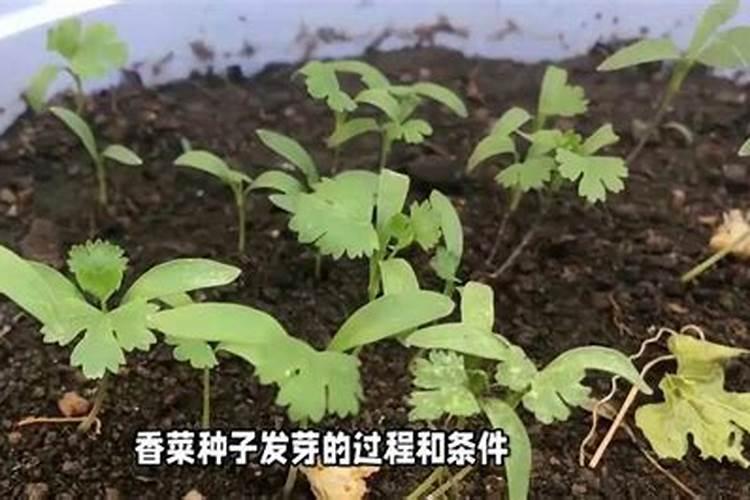 辛菌胺醋酸盐和稻瘟灵一起喷吗