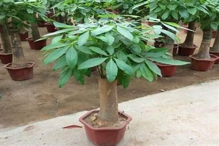 油菜施什么样的硼肥最好