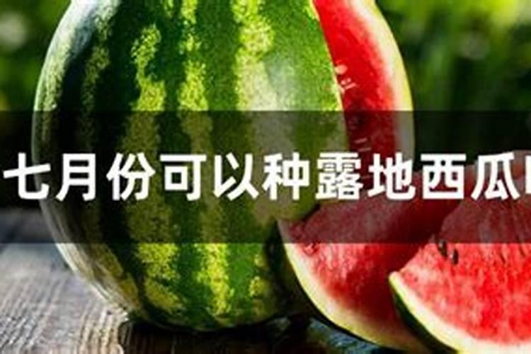 露地西瓜施肥的方法