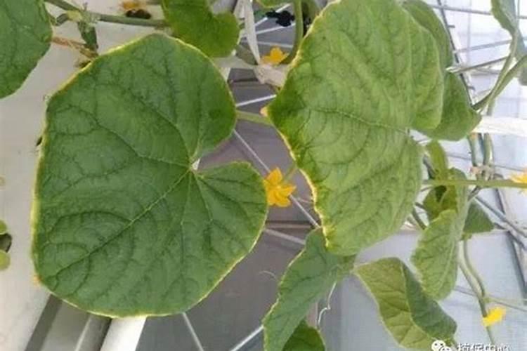 用什么办法能最有效地除掉晾水塔里的水藻