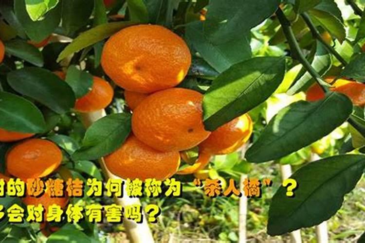 玉米芯可以做肥料吗