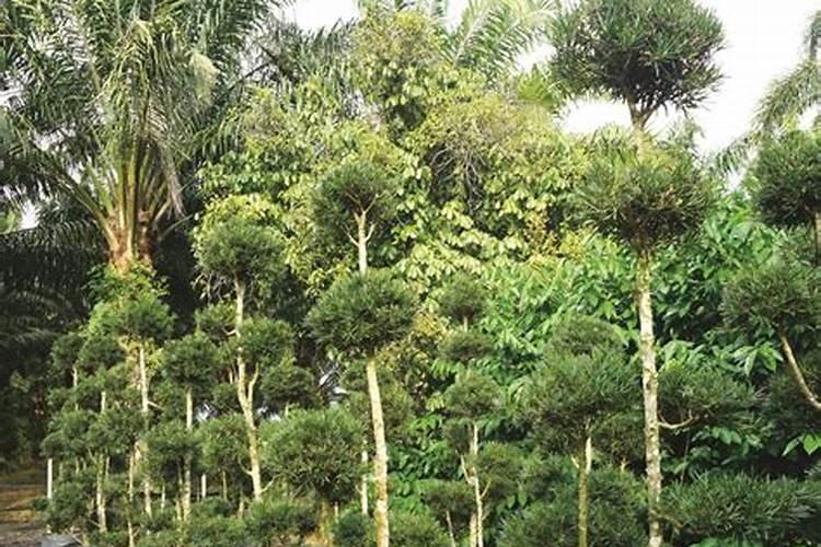 玉米芯可以直接种花吗