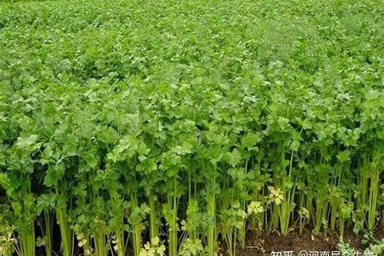 芹菜专用肥是什么肥料？芹菜打什么叶面肥长的快？