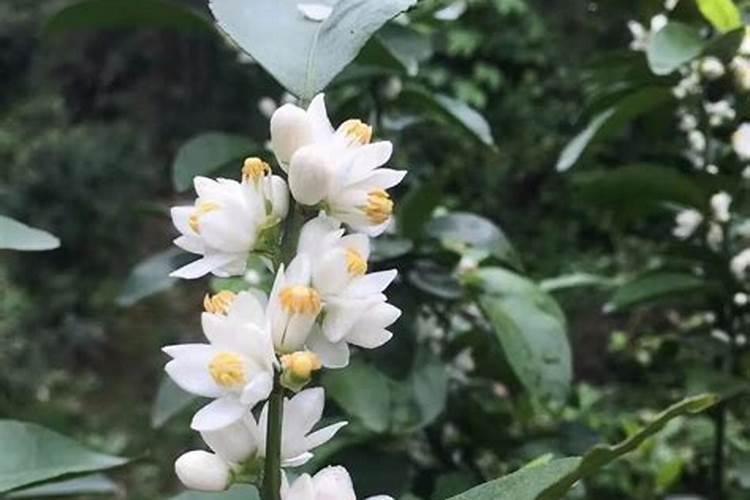 大颗粒水溶肥怎么用效果好？