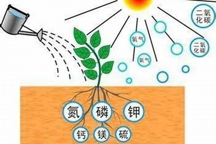 什么是平衡施肥