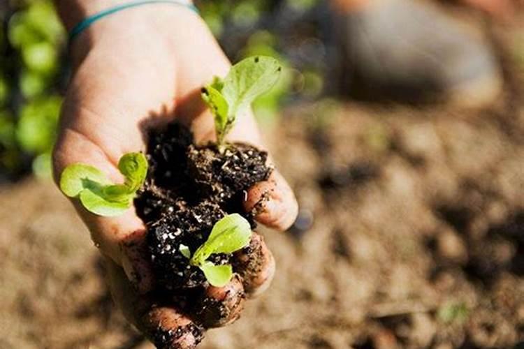 芸苔素内酯可以滴灌冲施吗一亩地冲是多少？