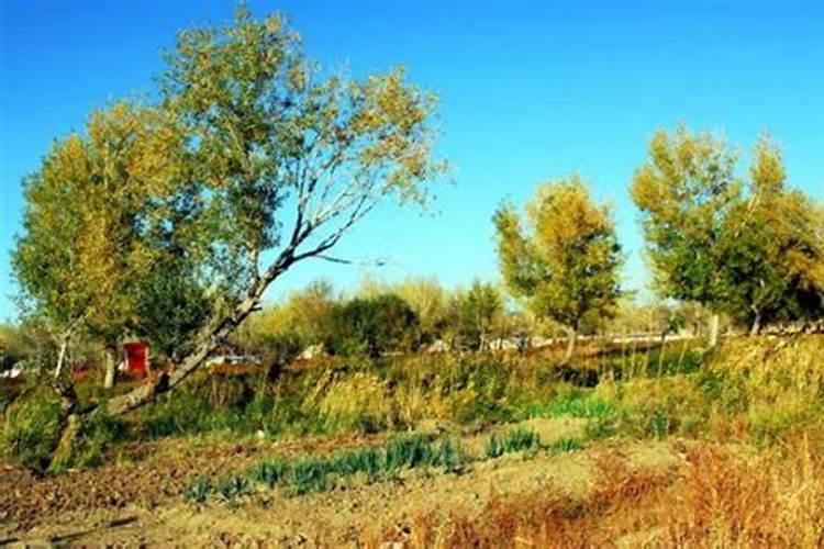 梨树施肥的最佳时间 梨树什么时候施肥