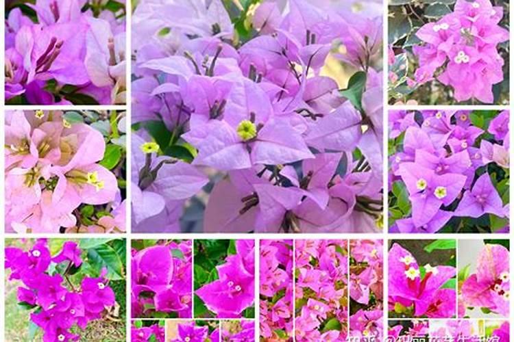 三角梅花期如何施肥