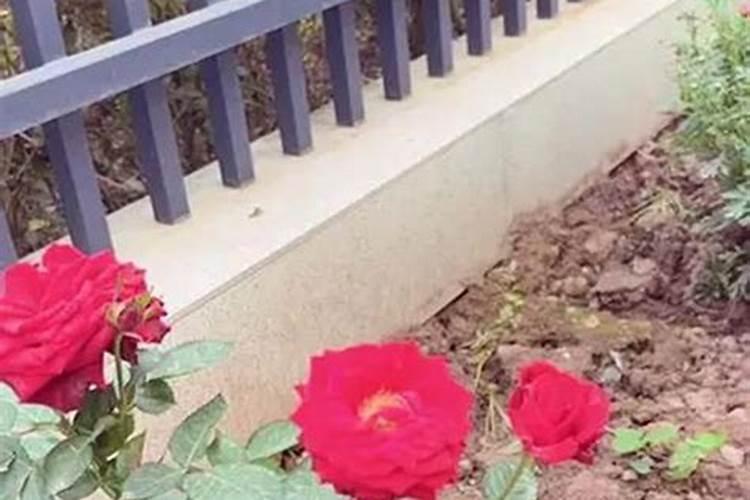 大白菜打什么药包心快