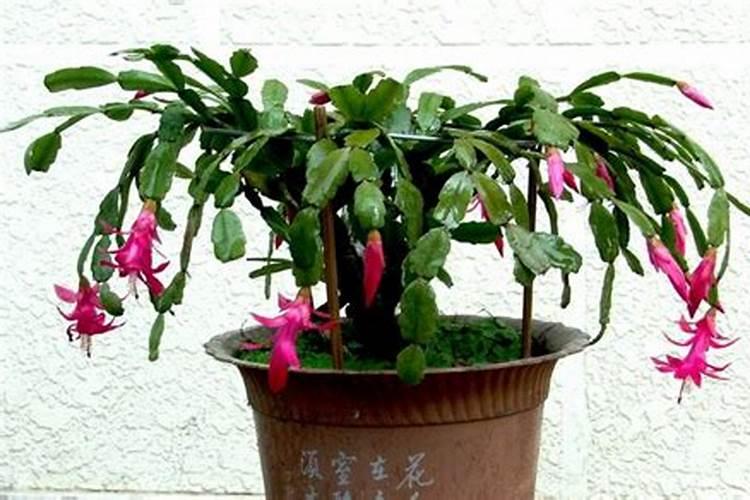 蟹爪兰施什么肥可以开花