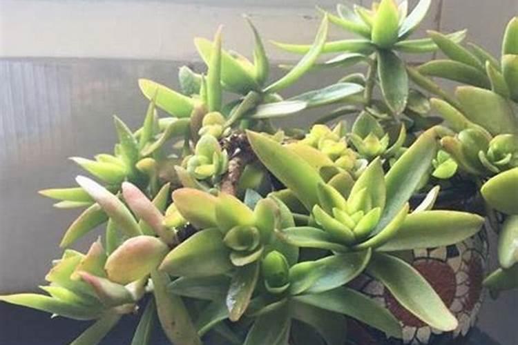 多肉植物可以施氮肥吗