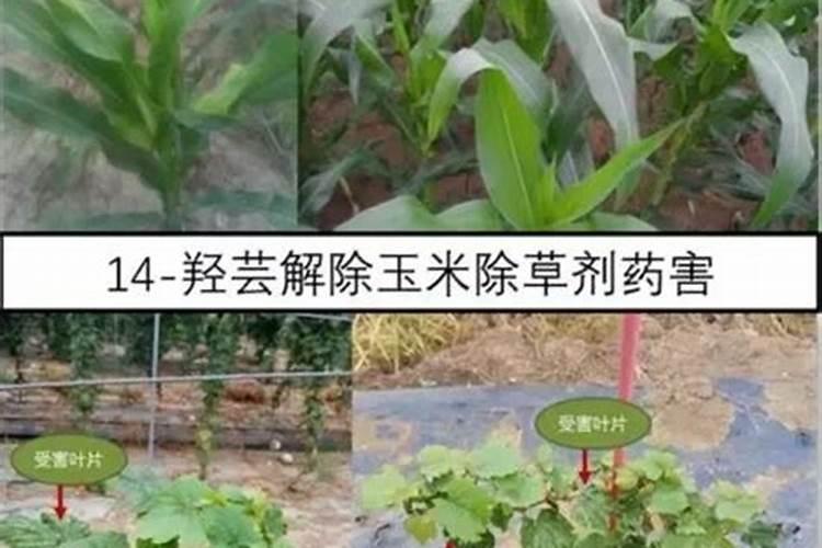 辣椒苗用什么肥料