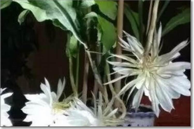 辣椒幼苗什么时候施肥