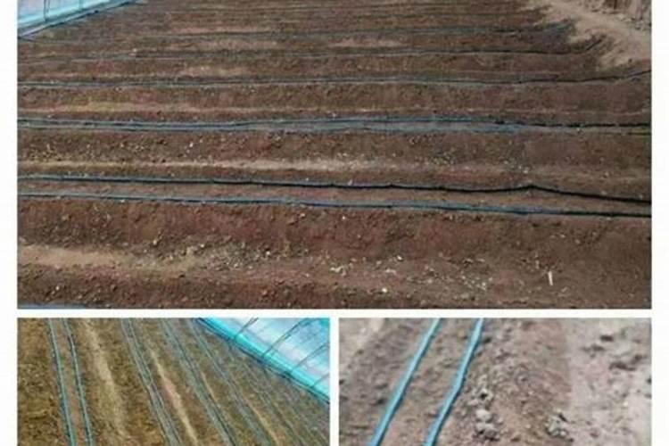 促进枝条老熟用什么药