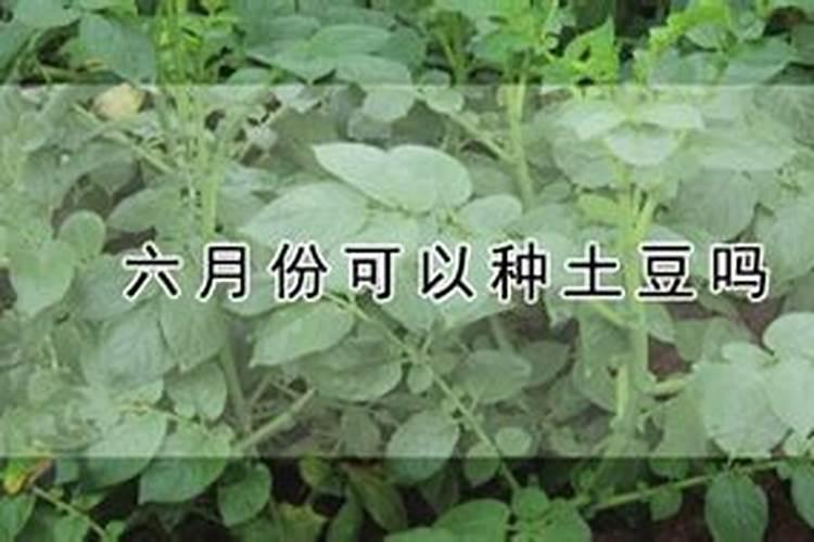 叶面肥使用时应注意什么事项？