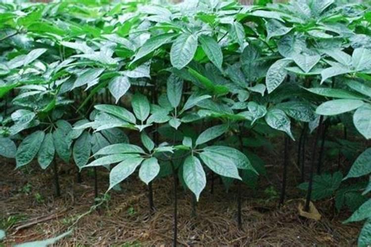 盆栽苹果树的养殖方法和注意事项