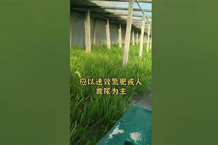 麦子地怎样施肥