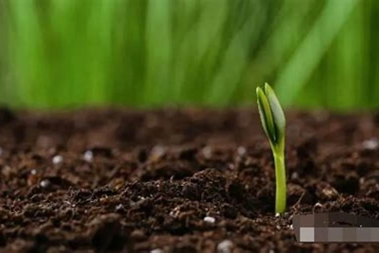 葡萄花前用什么肥 葡萄生长需要施加什么肥料