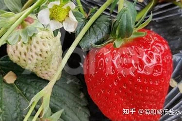 土豆出苗后怎么管理？