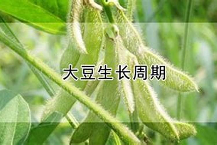 大豆开花后用哪些肥料比较好