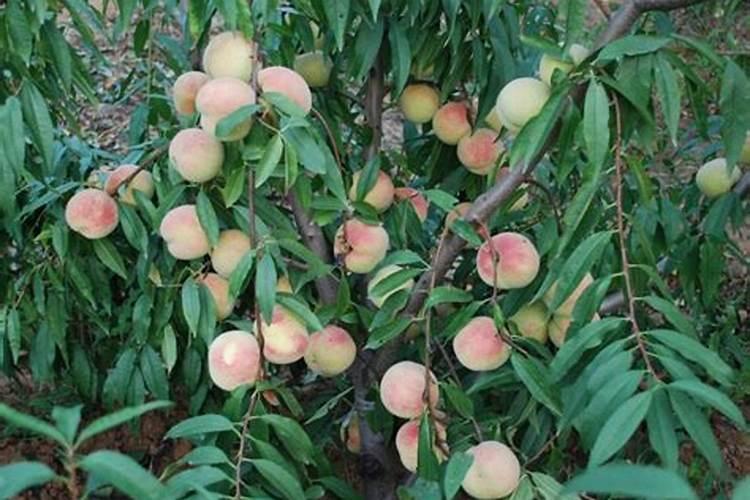 桃树各时期氮磷钾配方