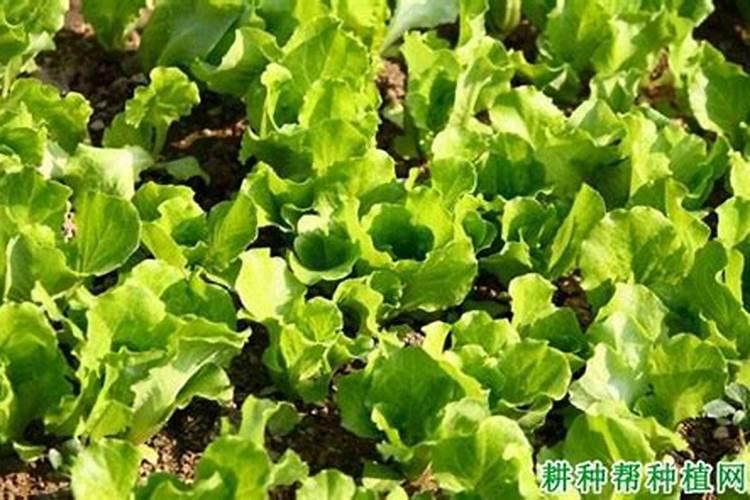 结球生菜栽培技术及管理方法