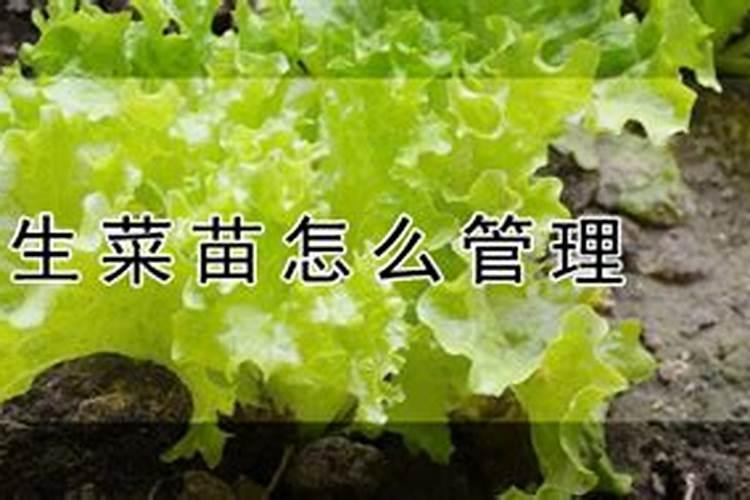 冬季生菜想要长得好,水肥应该如何管理呢？