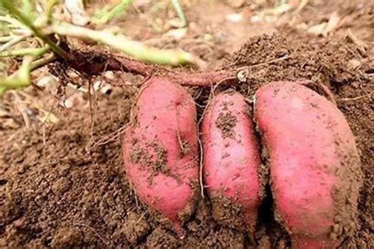 刺梨高产栽培方法