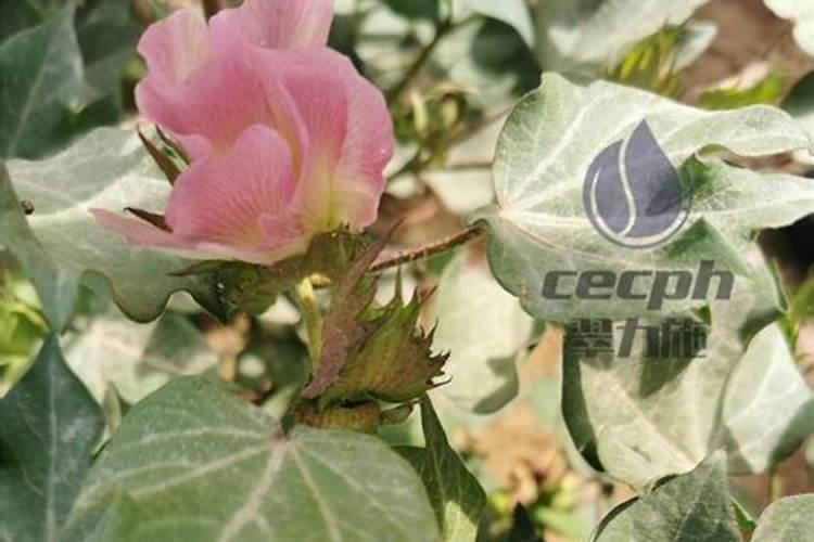 锌肥能膨大棉花吗？