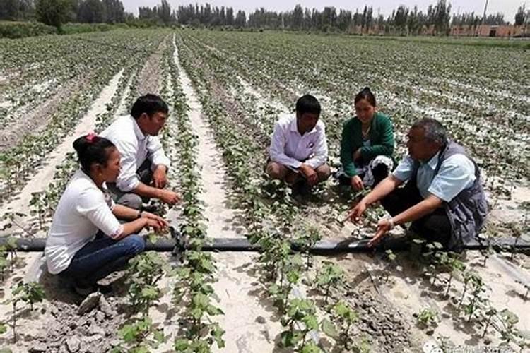矿源黄腐酸钾对棉花的作用？黑金晶冲施矿源一亩地多少用量