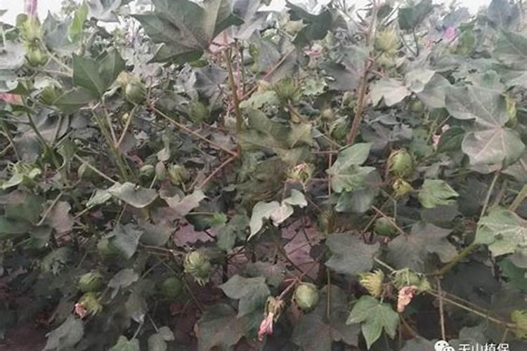 尿素适合什么花卉