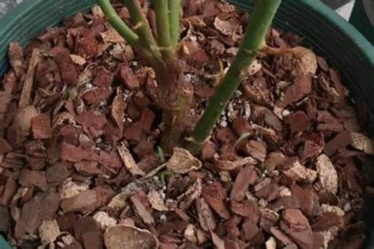 尿素是什么肥料