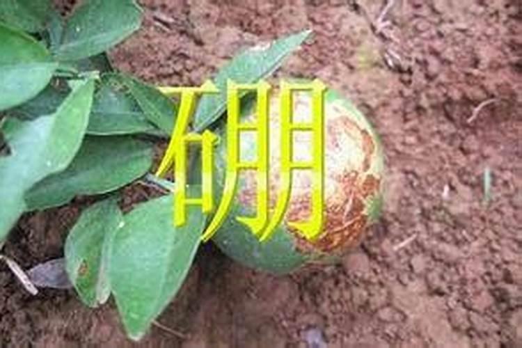 玉树用什么肥料好