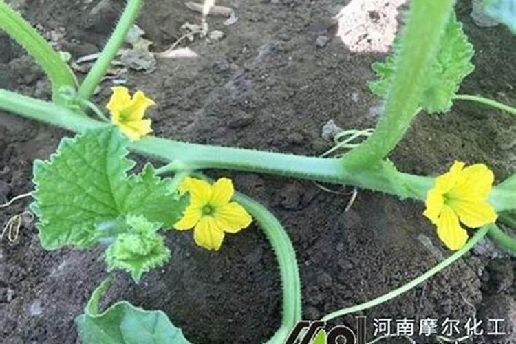 水田种哈密瓜怎么施肥浇水？