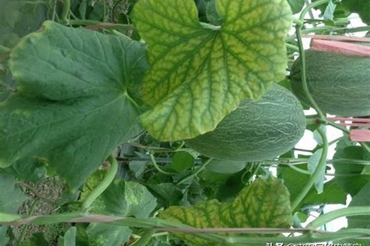 种植哈密瓜为什么用盐对水冲施呢？