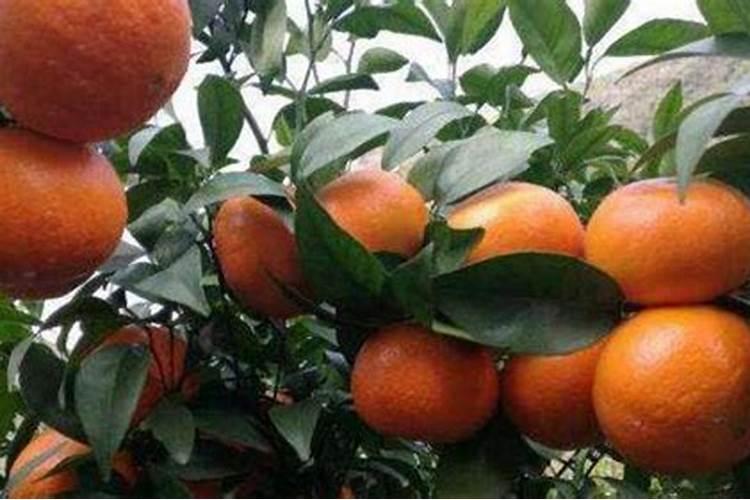 生化黄腐酸钾用来发酵菌种可以吗？