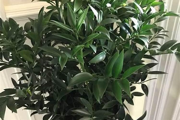 家里种的大豆出现异常