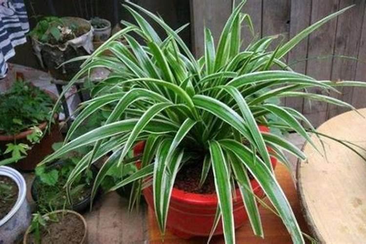 槟榔种植属于种植业还是林业