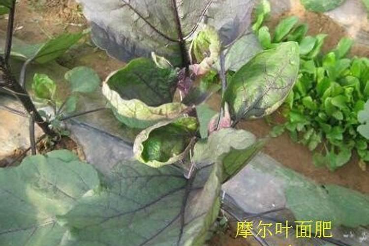 用敌敌草快催烟叶黄可以吗