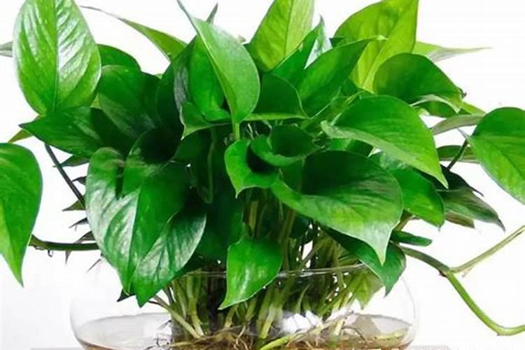 三角梅需要什么肥料最好