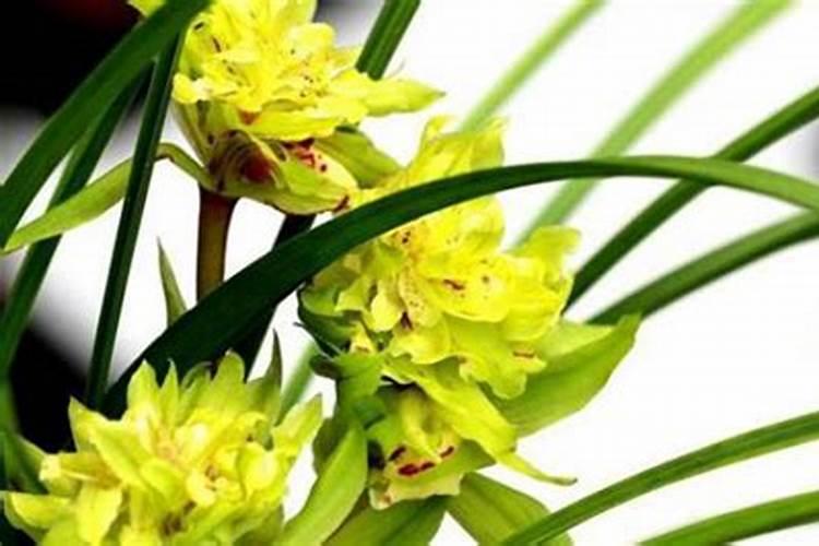 兰花如何施氮肥