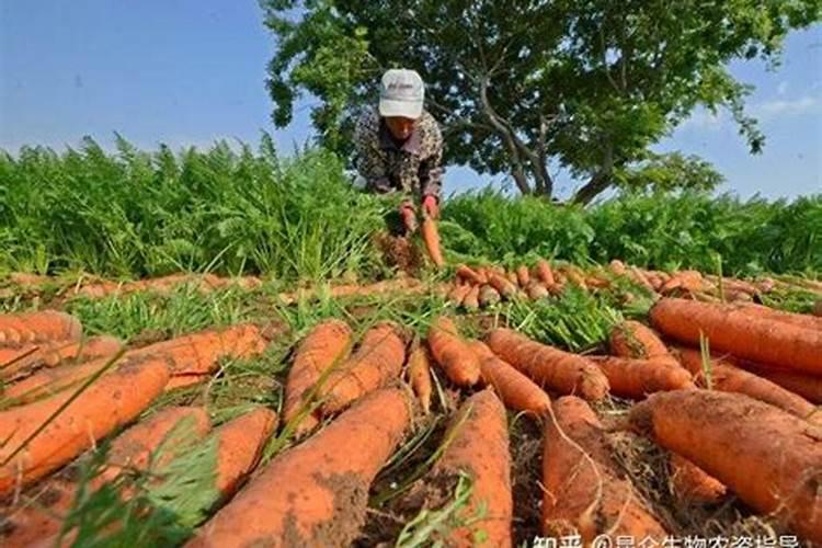 水稻肥料最佳配比