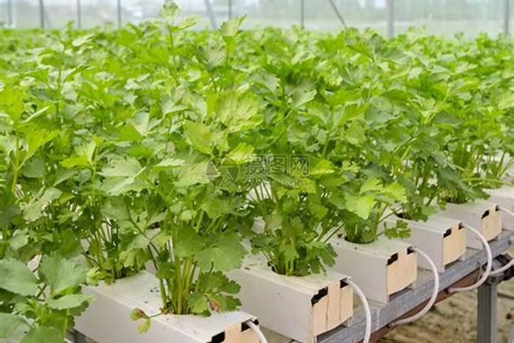 鸿运当头花如何养护