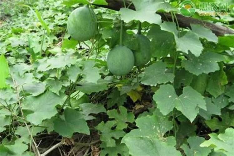 瓜蒌子小是缺什么肥料？
