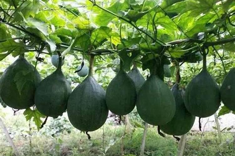 瓜蒌种子种植的方法