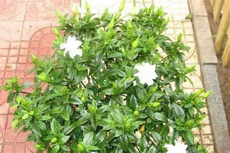 小麦的价钱现在是多少？