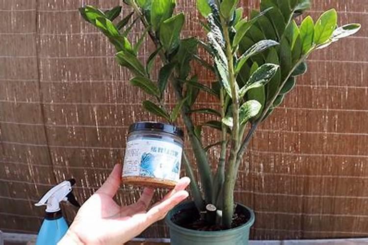 金钱树施什么肥最好