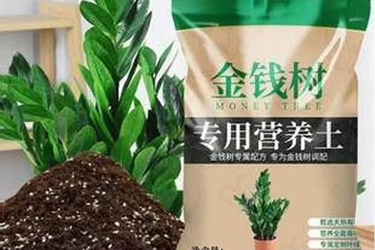金钱树用什么肥料